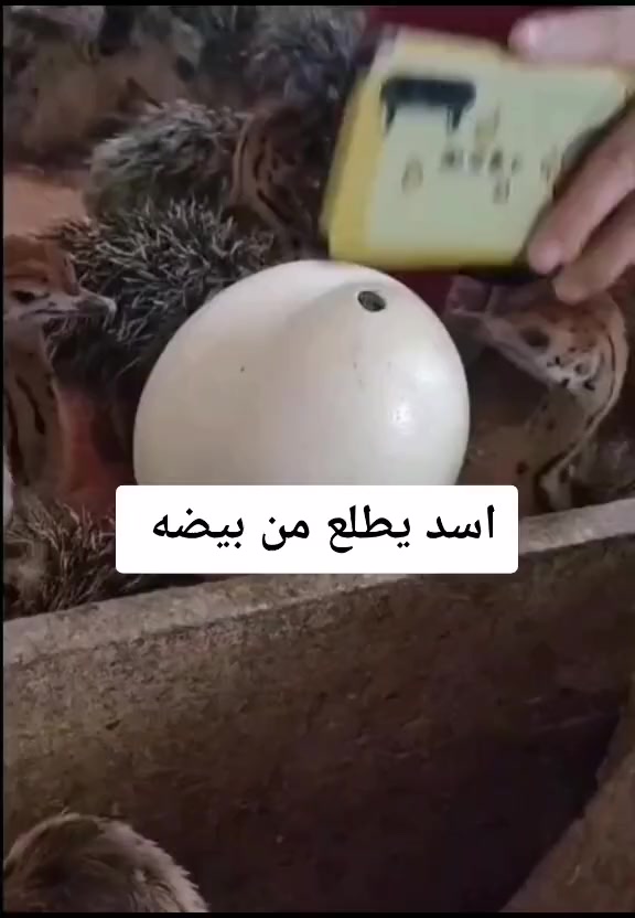 @نعامة 🦍