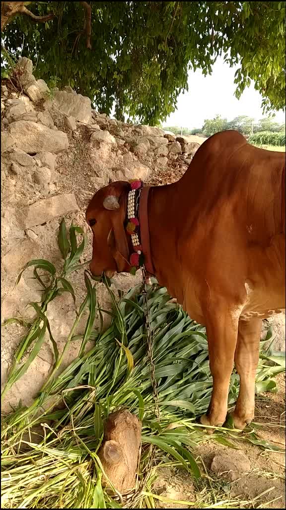 @jay_khodal_7729