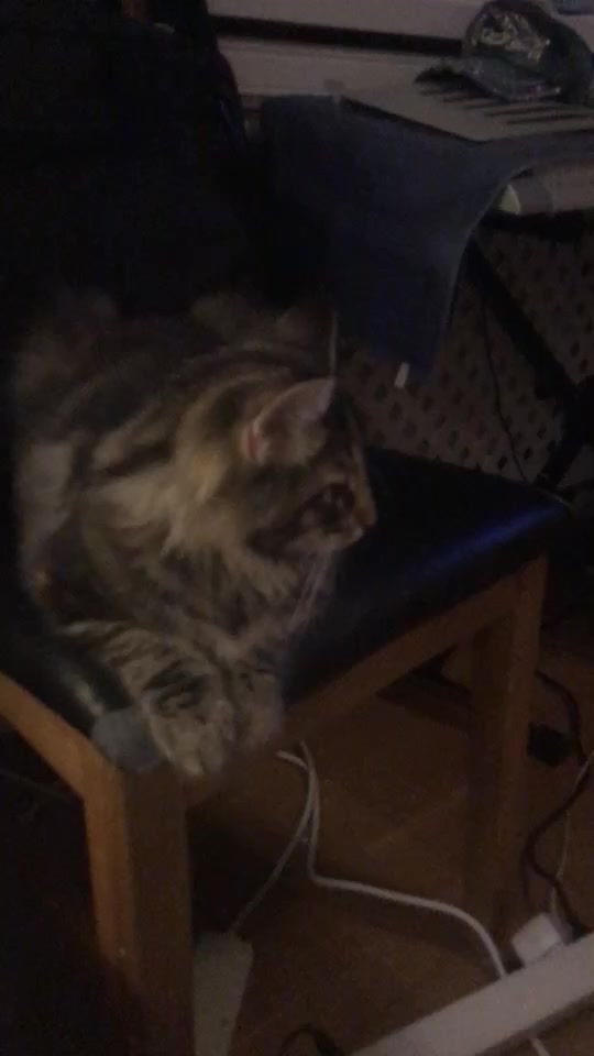 @Djur är bäst