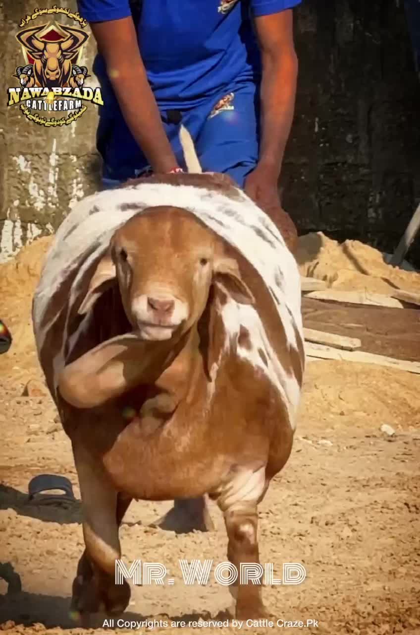 @MAJESTIC CATTLE & GOAT FARM