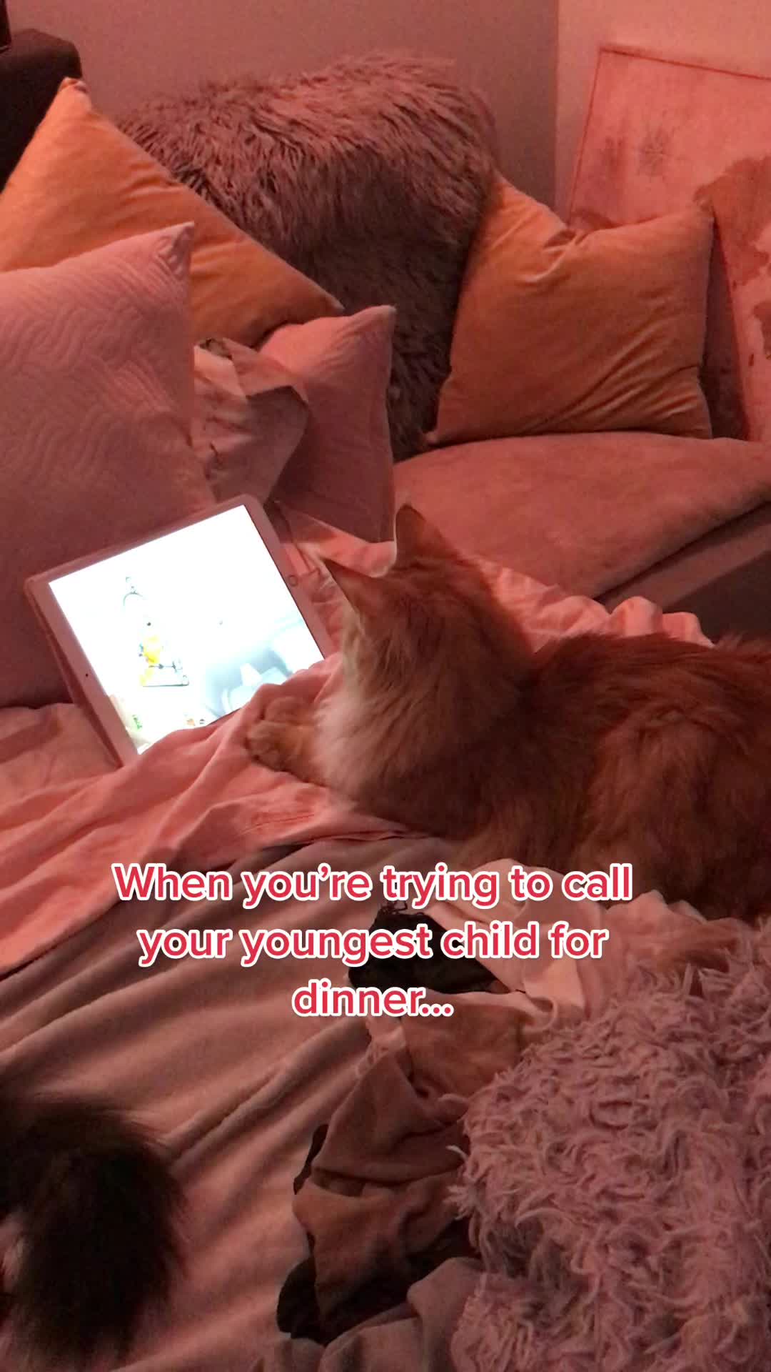 @kittensinparadise