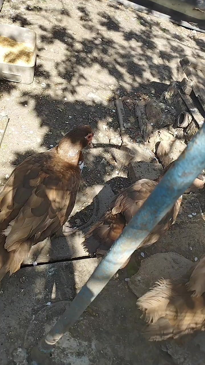 @🦃инда утки🦆