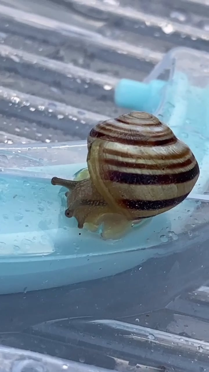@Улитки ахатины🐌
