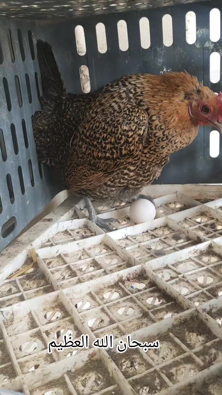 @دواجن الياس🐔🐔🐔