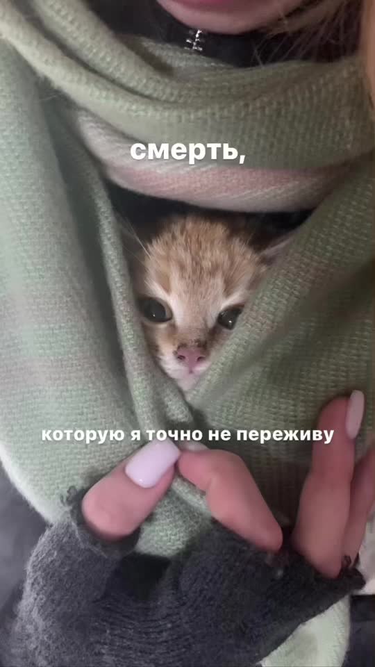 @usermeow