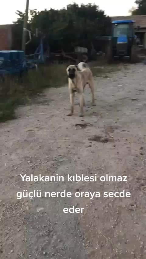 @Bilal ayan
