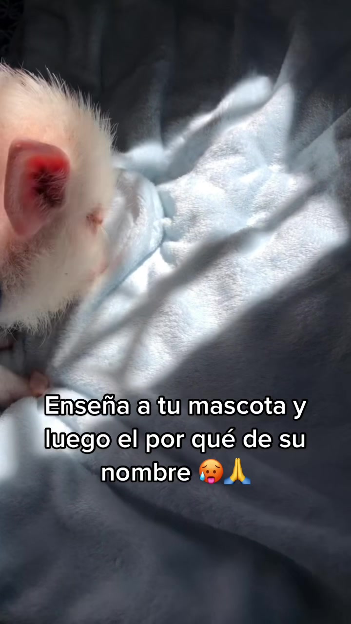 @El Bubustacio 🥵