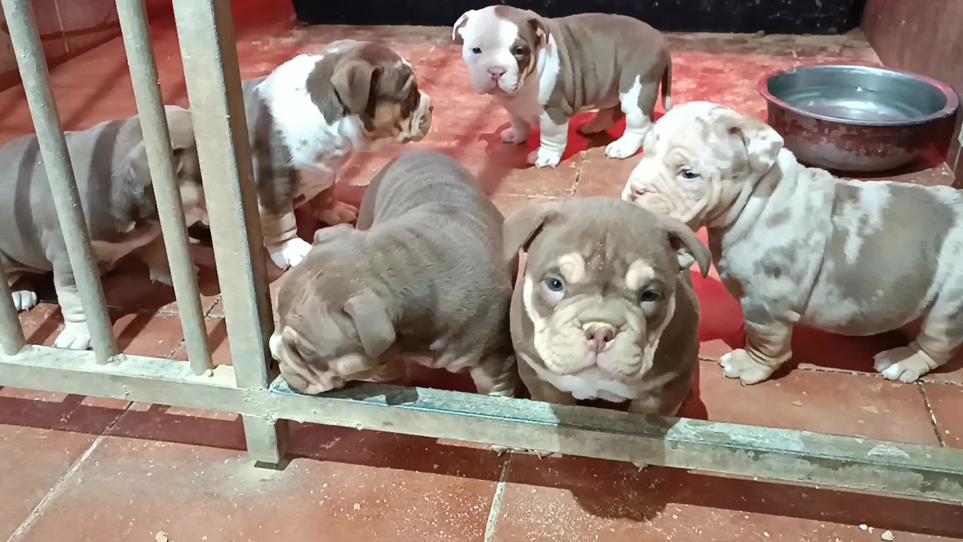 @Mascotas ,cachorritos bonitos