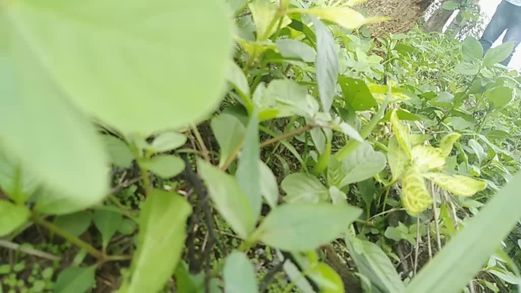 @Manjunath Rajnalkar