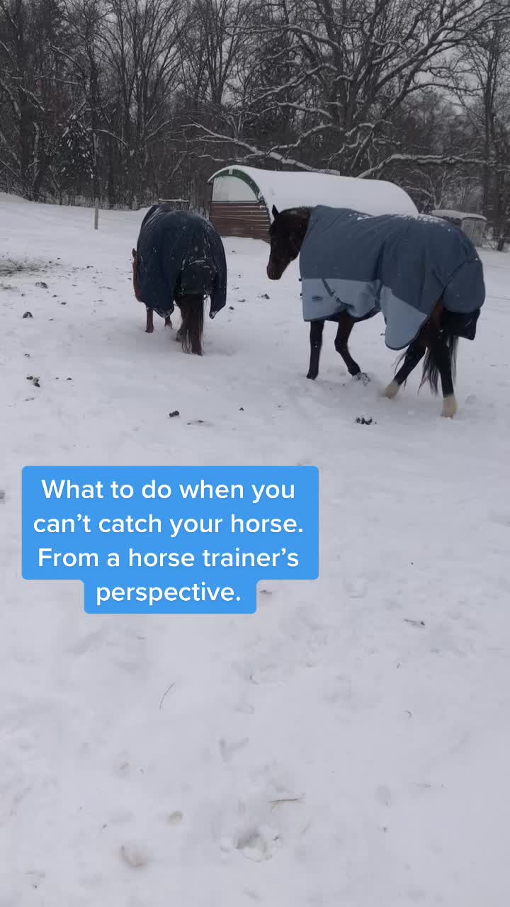 @Spirithorsecentermn