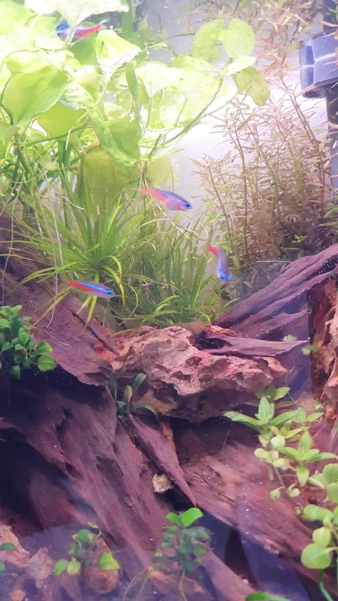 @Ace Aquascape