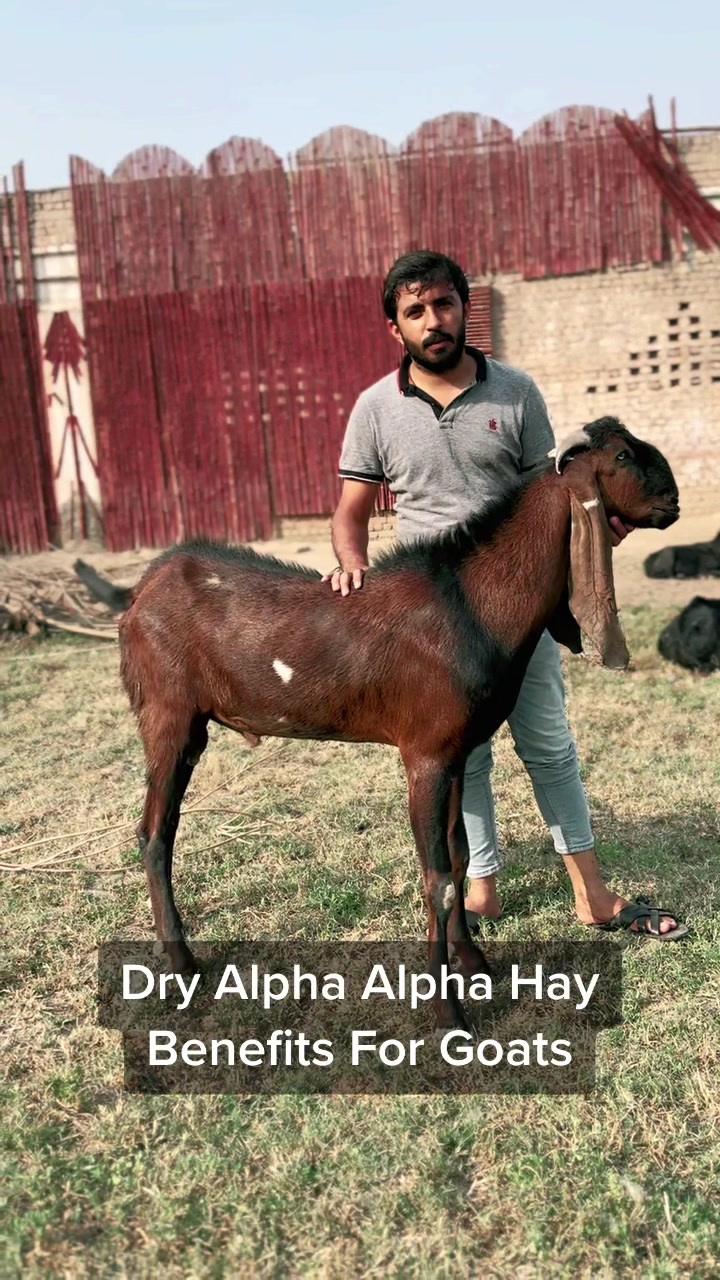 @ZA Farms