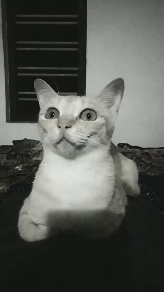 @കുഞ്ഞി..🐈