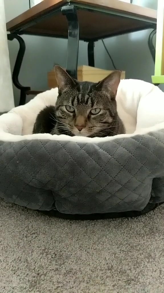 @Greeneyedkitties