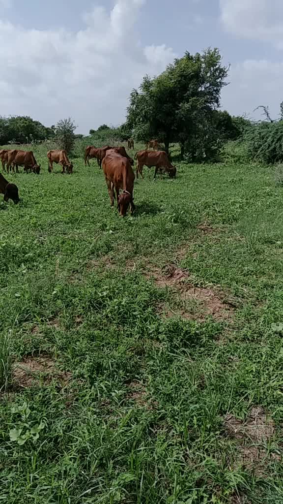 @govidbhai65