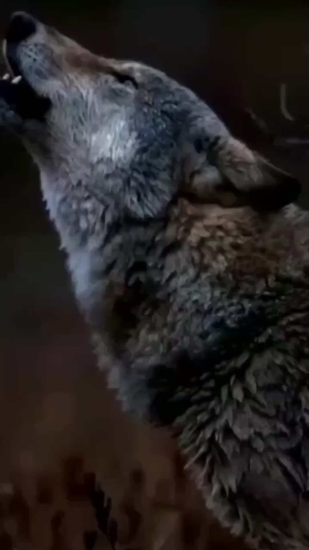 @YANLIZ KURT🐺