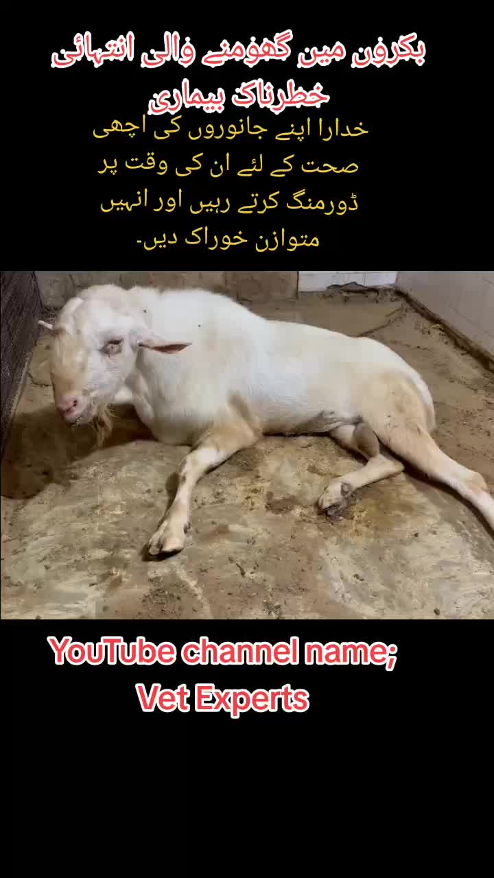 @Dr Abdullah