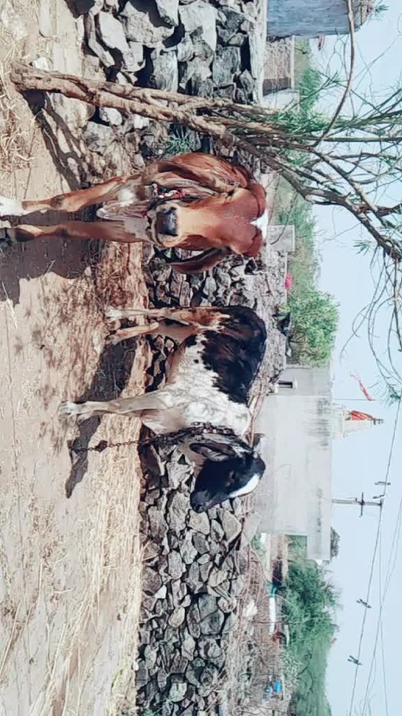 @Kalpesh Bhuva