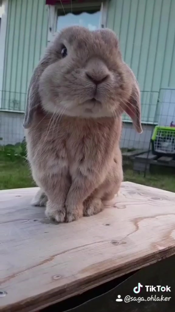@The_Bunny_Family__