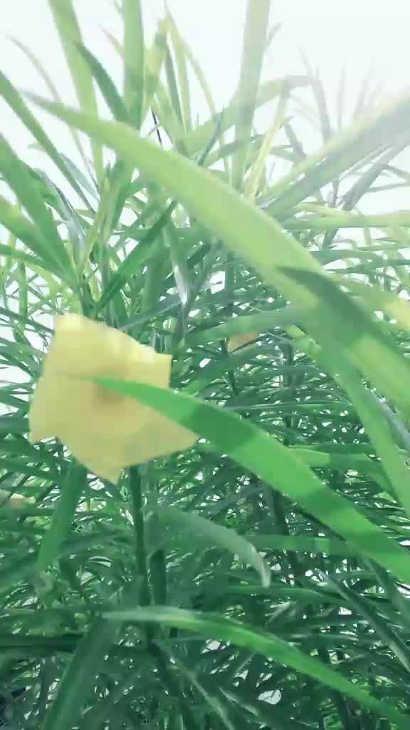 @आमिर सैफी