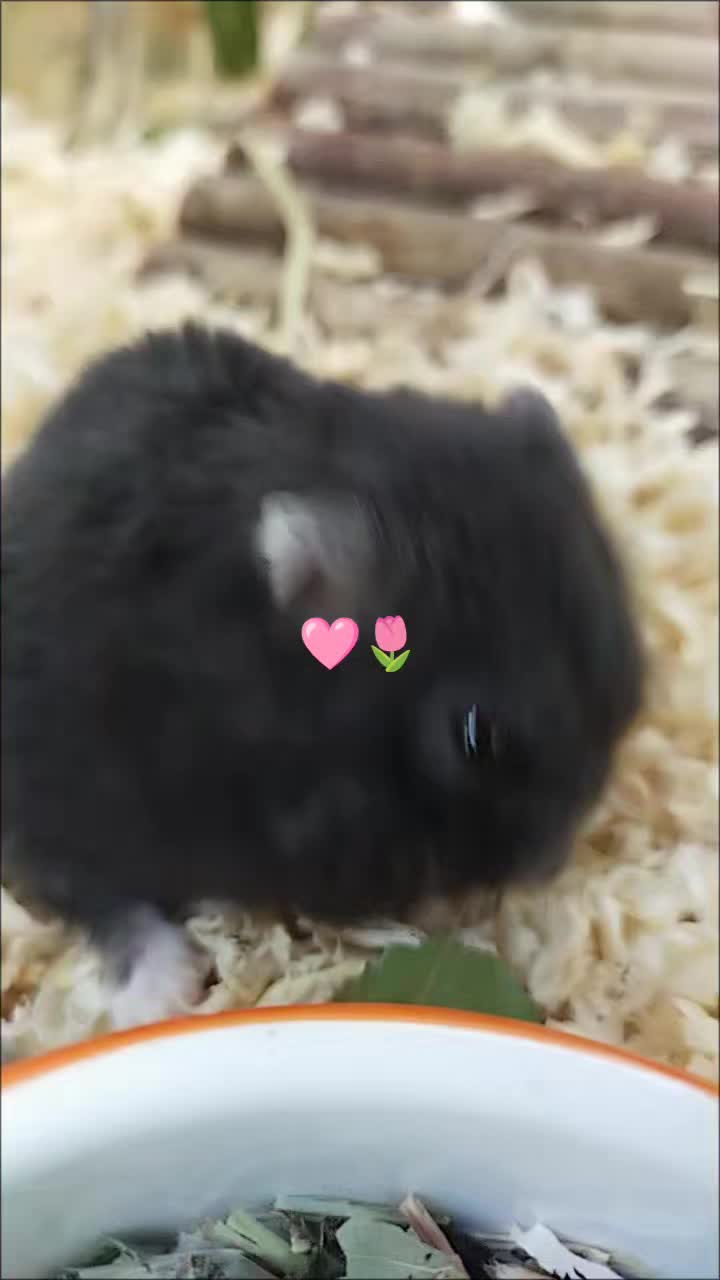 @🏳️🌈chomikara🏳️🌈