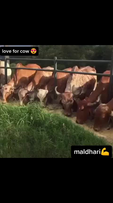 @ગૌ રક્ષક