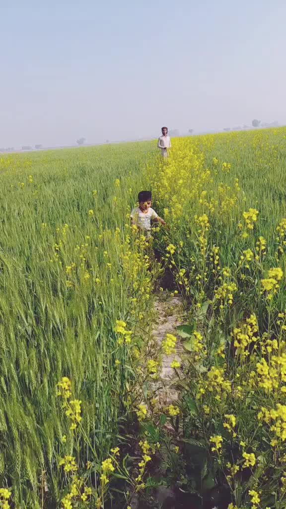 @Naeemali Solangi