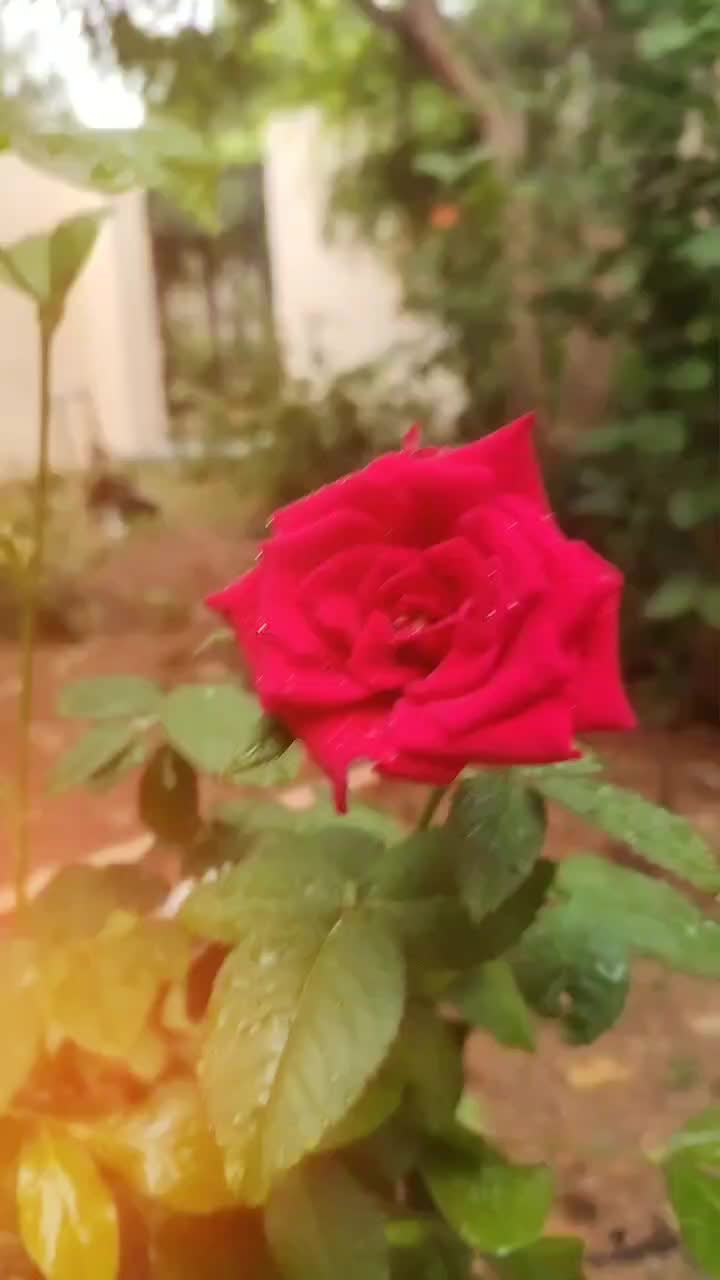 @❇️shamalavarma♥️💝