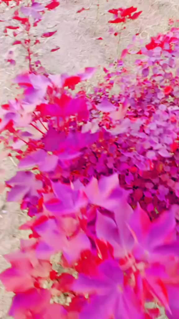 @🦋SherGill🦋