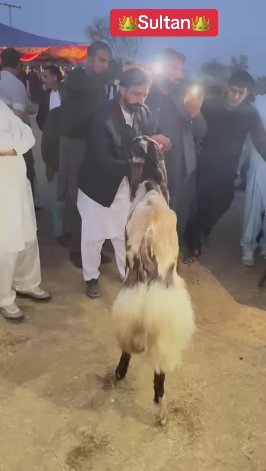 @Mohra Langrial Beetal1