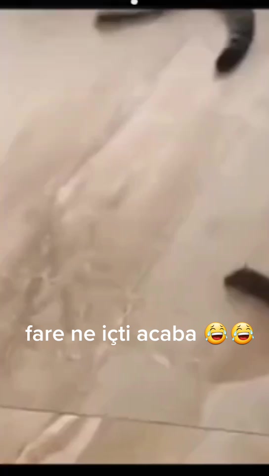 @ozi