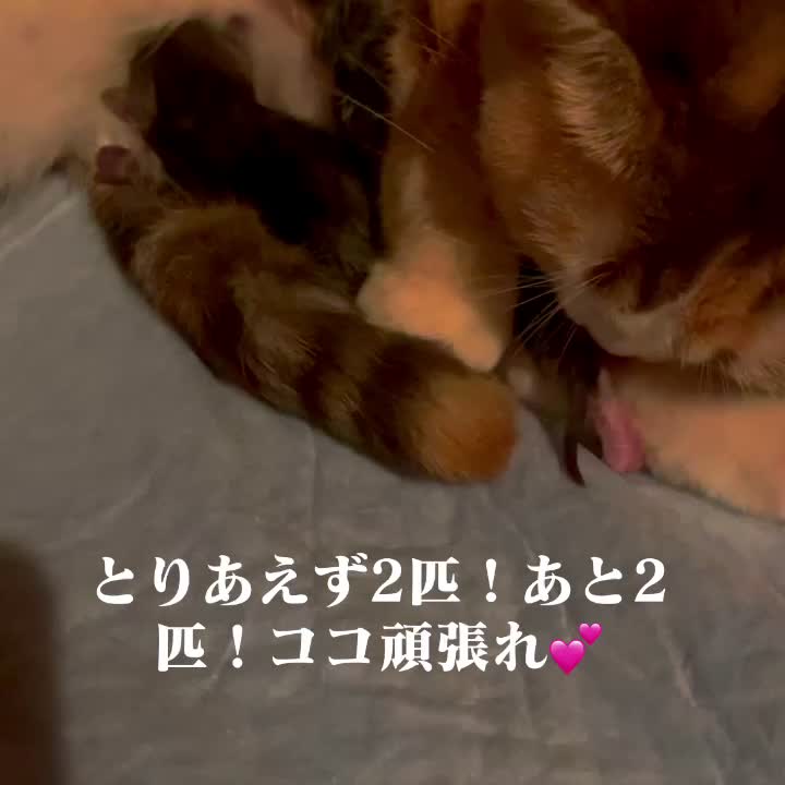 @おまめ