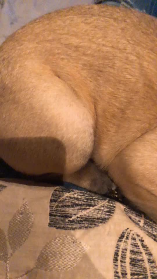 @Frenchbulldog_Zora