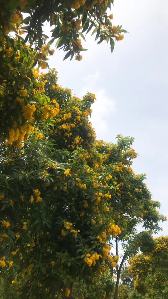 @Sʜʏᴀᴍ Jᴀʏᴀᴋᴜᴍᴀʀ Nᴀɪʀ