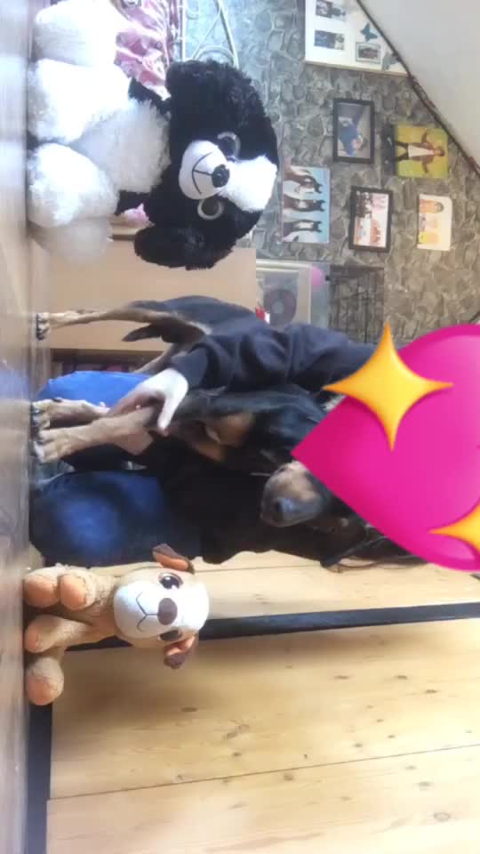 @🐶💋Ronni💋🐶