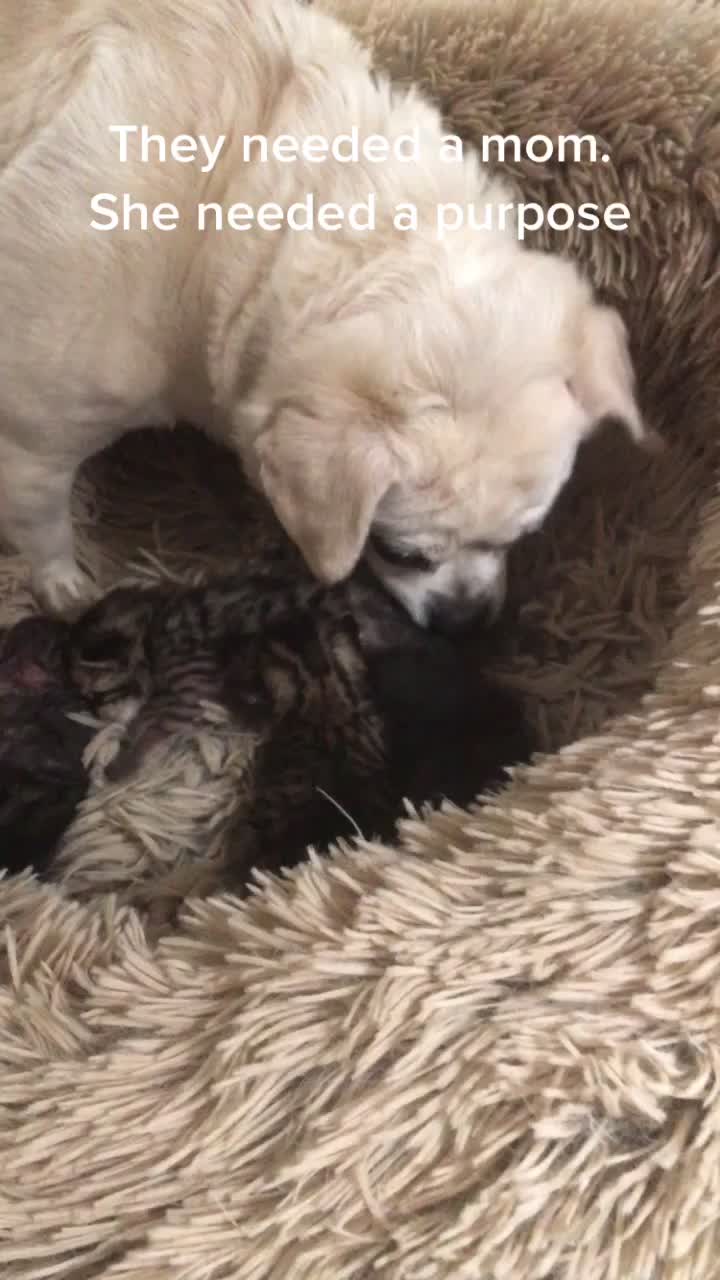 @Friends Forever Animal Rescue