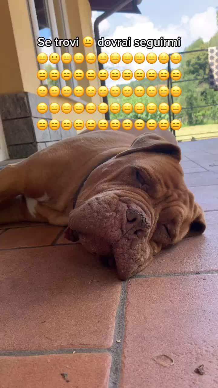 @sonorosy🐶