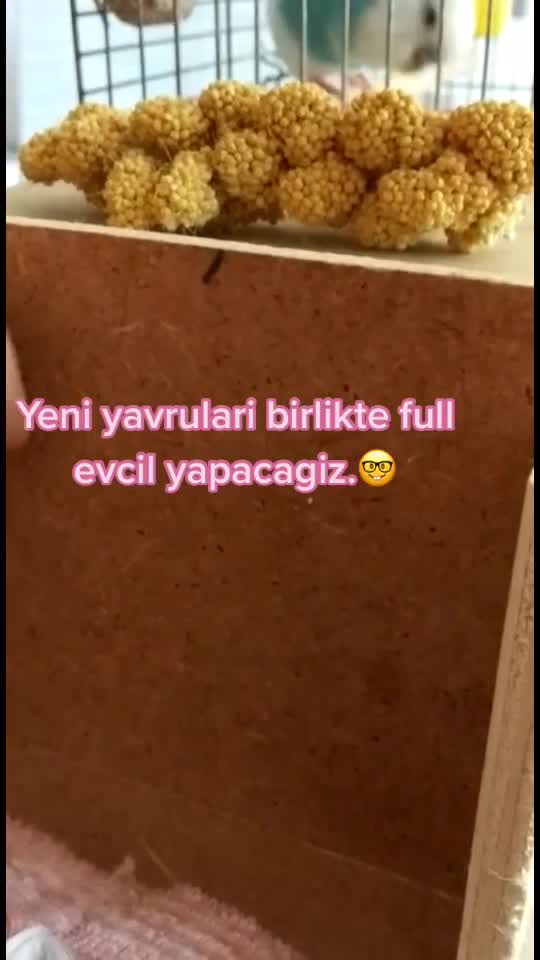 @Egitimcim
