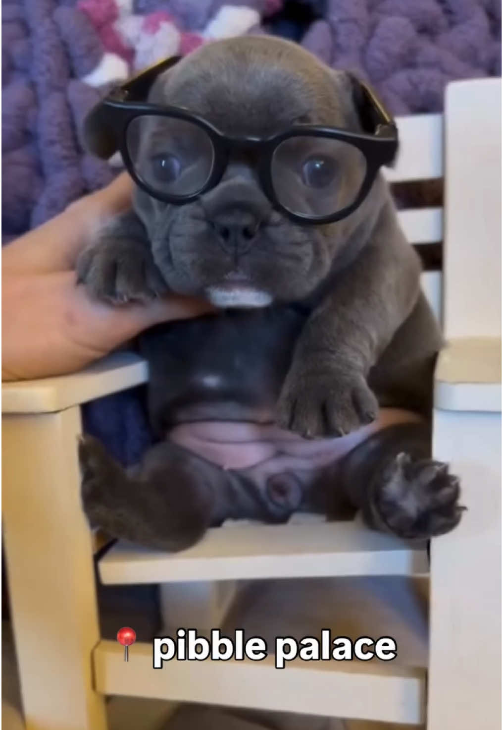 @Pibble Plug