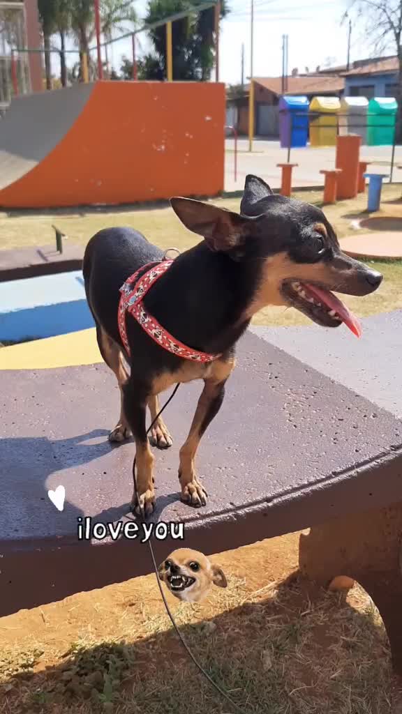 @NarutoCalopsita_Pets