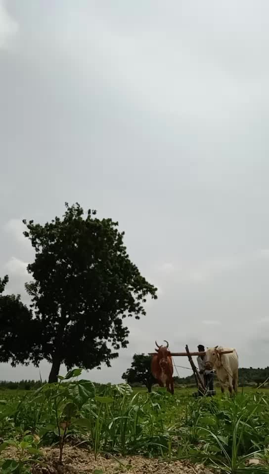 @p anil king