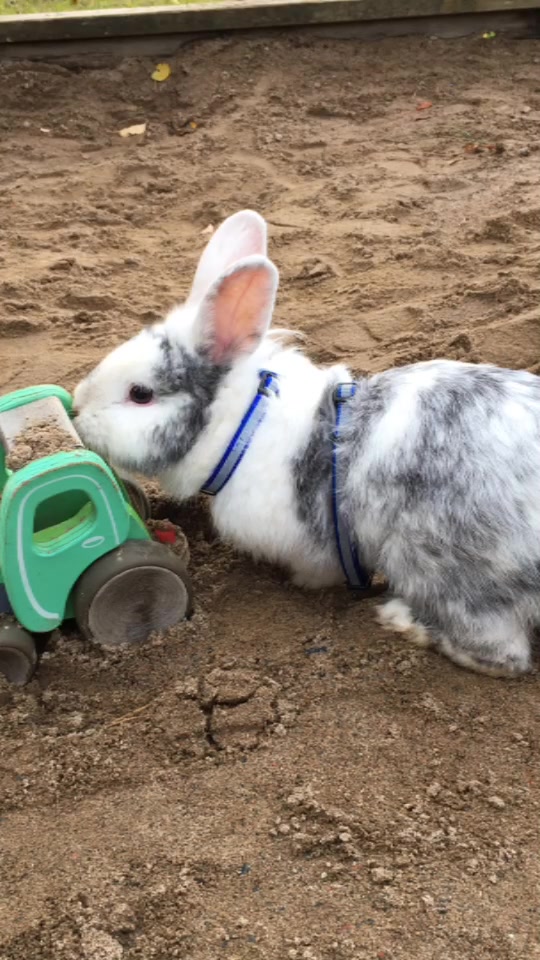 @🐰❤️