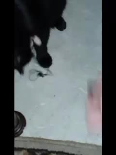 @catmommy