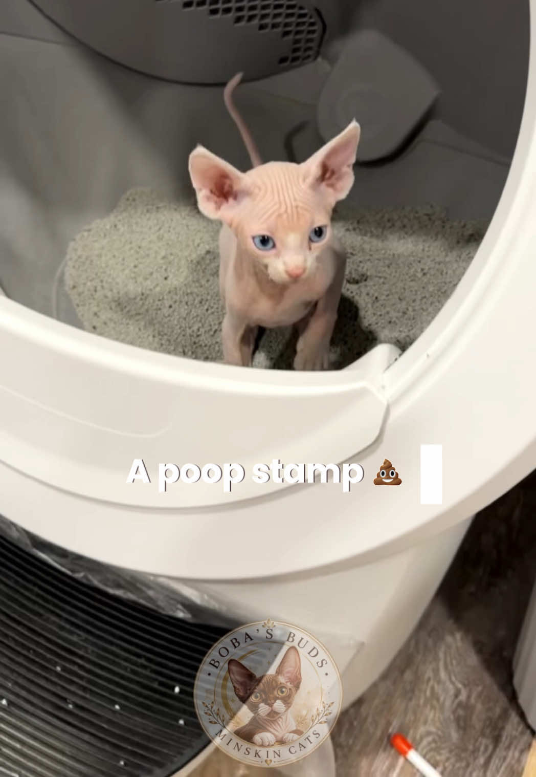 @Boba’s Buds Minskin Cats