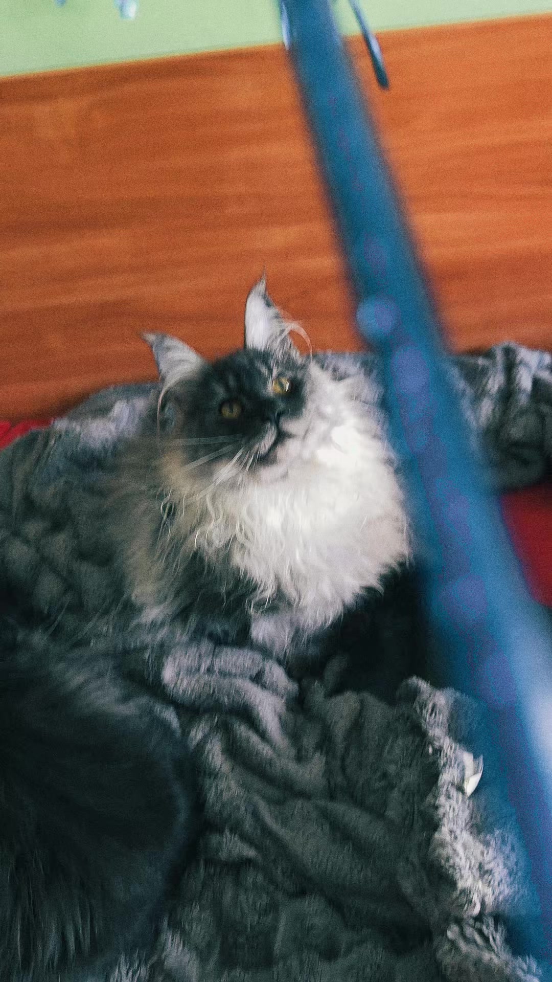 @PARAKENTOS*UA Maine coon