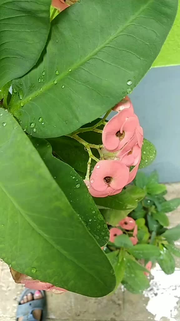 @Bhimi Kanjilal