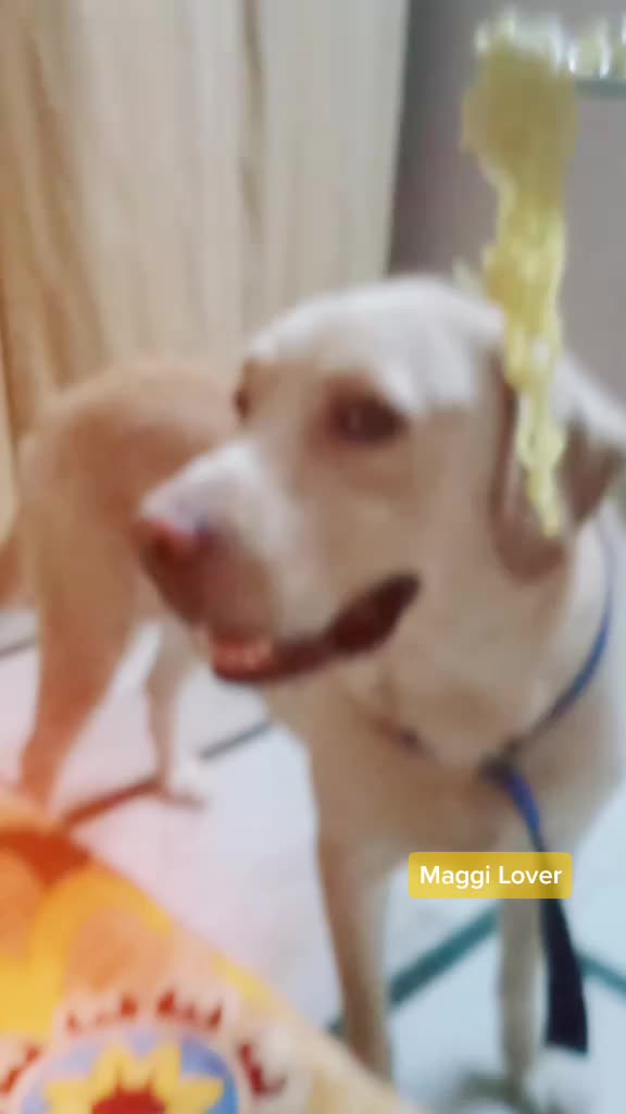 @Cute Doggo 🐶