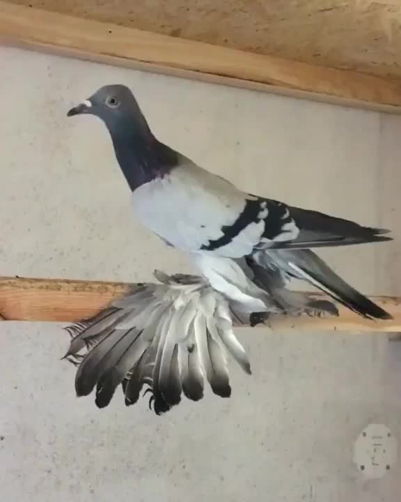 @user376385