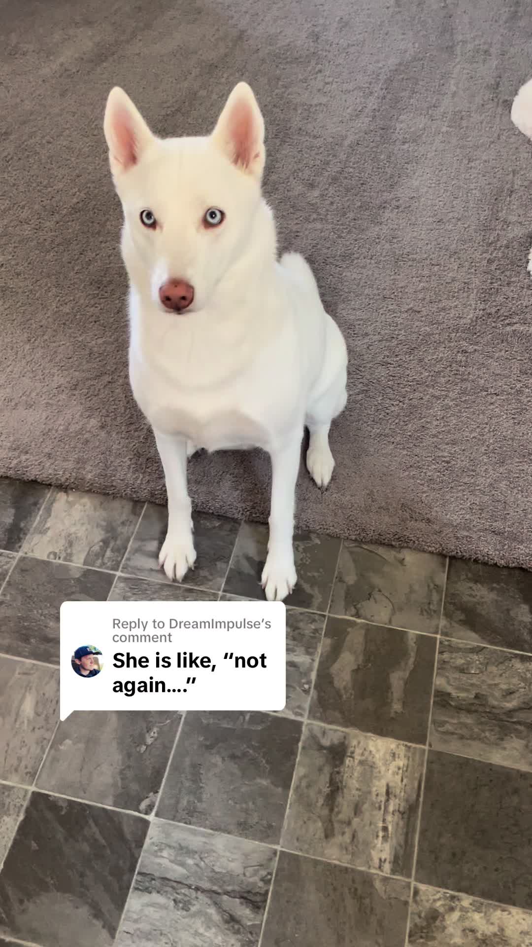 @Erza The Husky