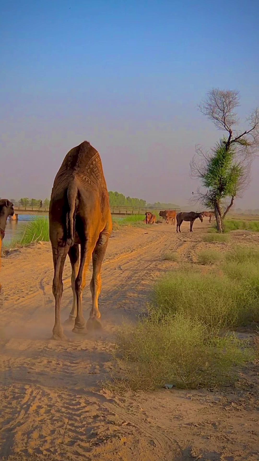 @پنجاب☘️🎋🌿